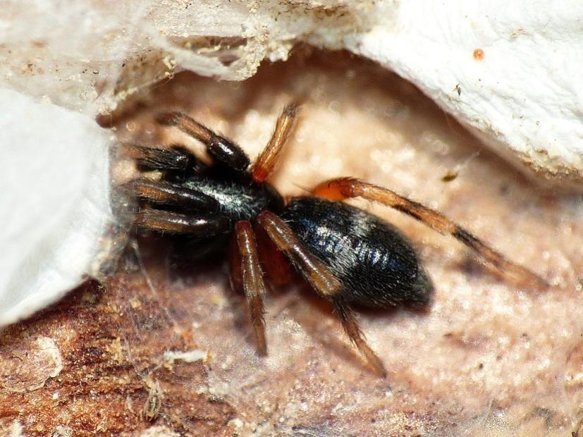 Piccolo Gnaphosidae colorato: cfr Poecilochroa  - Ostia (RM)